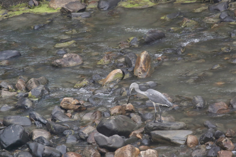 The bird’s small genetic pool