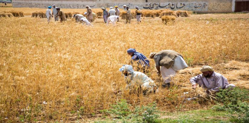 Pakistan Agriculture 