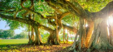 My Banyan Tree and I, It’s not a Tea Party