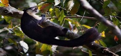 India’s giant squirrels