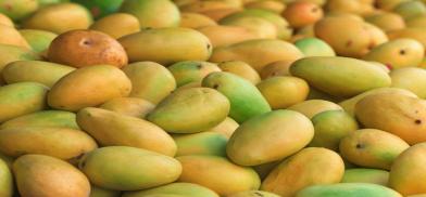 Mango export Mango export