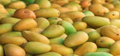 Mango export