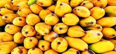 Mangoes gifted