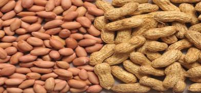 Ground nut exports