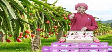 India exports dragon fruits to the UAE 