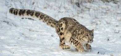 Animal species found in Afghanistan