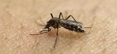 Zika virus Zika virus