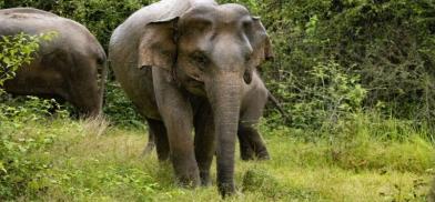 Growing human-elephant Growing human-elephant