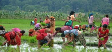Agriculture's share in Nepalese economy Agriculture's share in Nepalese economy