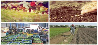 Indian agriculture industry Indian agriculture industry