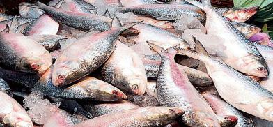 Bangladesh minister says hilsa fish production 'wonder of the world'