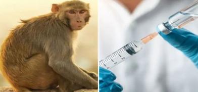 India's Covaxin was successfully tested on 20 monkeys first India's Covaxin was successfully tested on 20 monkeys first