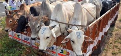Indian border forces kill two suspected Bangladeshi cattle smugglers