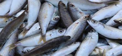 Ending global fishery subsidies (Photo: WTO)