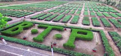 Imran Khan's pet project, Billion Tree Tsunami Imran Khan's pet project, Billion Tree Tsunami