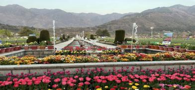 'Asia's largest' tulip garden opens in Kashmir 'Asia's largest' tulip garden opens in Kashmir