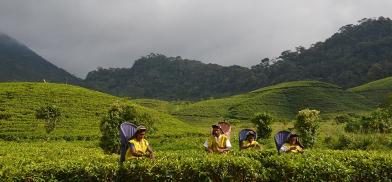 Crisis-hit Sri Lanka abandons organic dream