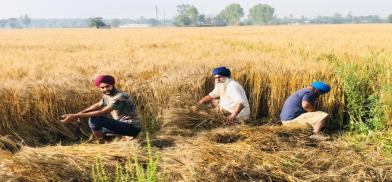 Wheat farmers of Punjab (Photo: Youtube)