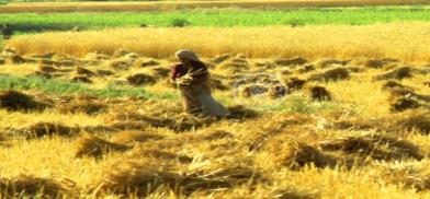 Wheat harvest in India. (Photo: FAO)