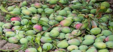 India’s first Mango Heritage Village comes up in Kerala