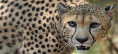 Cheetah Cheetah