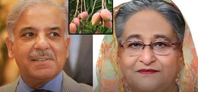 Sheikh Hasina's mango diplomacy with Pakistan (Photo: Twitter) Sheikh Hasina's mango diplomacy with Pakistan (Photo: Twitter)