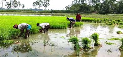 Bangladesh rice farming (Photo: Twitter)