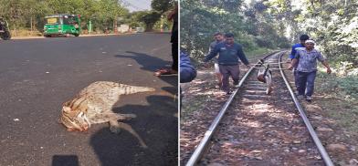 (Left) A fishing cat killed in a road accident. (Right) Forest officials carry a deer that was killed in a railway accident. Imaged courtesy of Md Rezaul Karim Chowdhury.