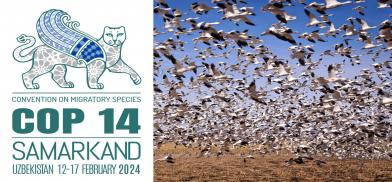 CMSCOP14 and Migratory birds CMSCOP14 and Migratory birds