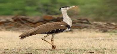 Saving the Great Indian Bustard Saving the Great Indian Bustard
