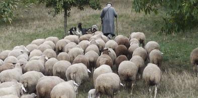 Desiderata IV, The Shepherd and the Flock