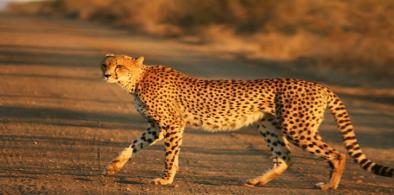 Cheetahs (File)