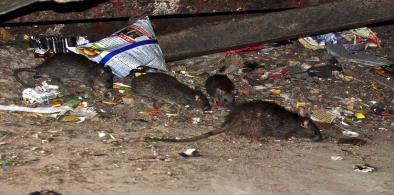 Dangerous rats