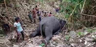 Elephants killed in lightning strike