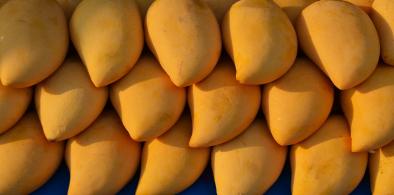 Jardalu mangoes