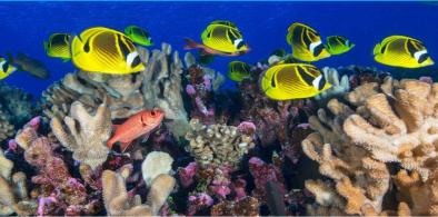 World Ocean Day