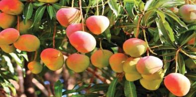 Bangladesh mango export