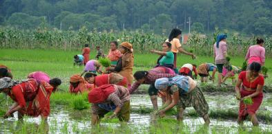 Agriculture's share in Nepalese economy
