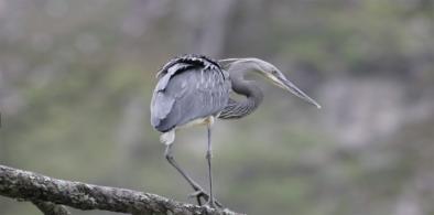 White-bellied heron in Bhutan (Images: Yeshey Dorji)