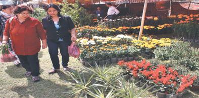 Nepal’s flower industry