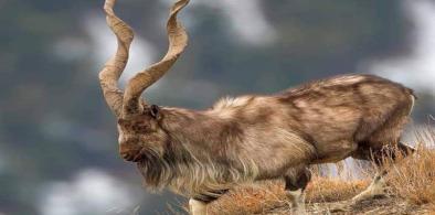 Markhor, Pakistan national animal 