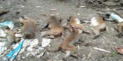 Monkeys being poisoned in Bangladesh