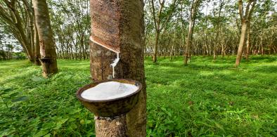 Rubber plantations in Sri Lanka (Photo: Colombo Gazette)