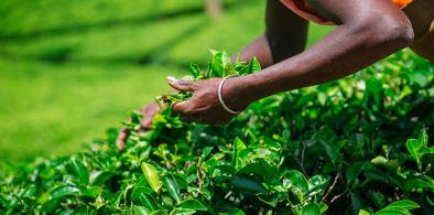 Sri Lankan tea