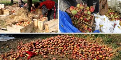 The impact of Iranian apples on the market of Kashmiri apples in India