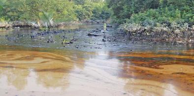 A mass apology to Sundarbans in Bangladesh for deforestation and pollution damages