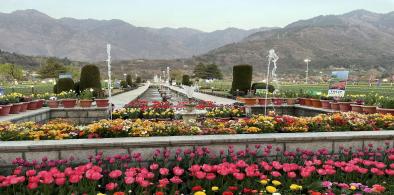 'Asia's largest' tulip garden opens in Kashmir