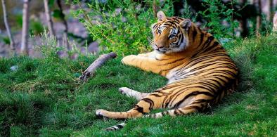 Tiger, tiger burning bright in Nepal