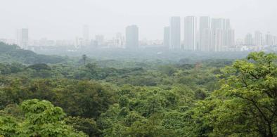 Treachery at Aarey: Destroying Mumbai’s green lungs