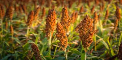Sweet Sorghum